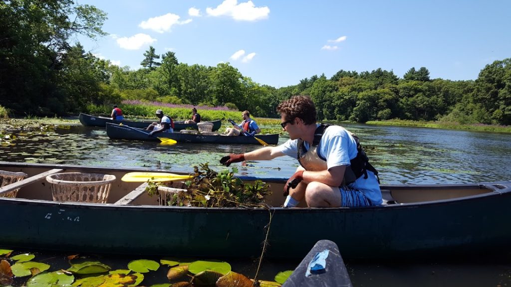 Hand=pulling water chestnuts, and invasive species