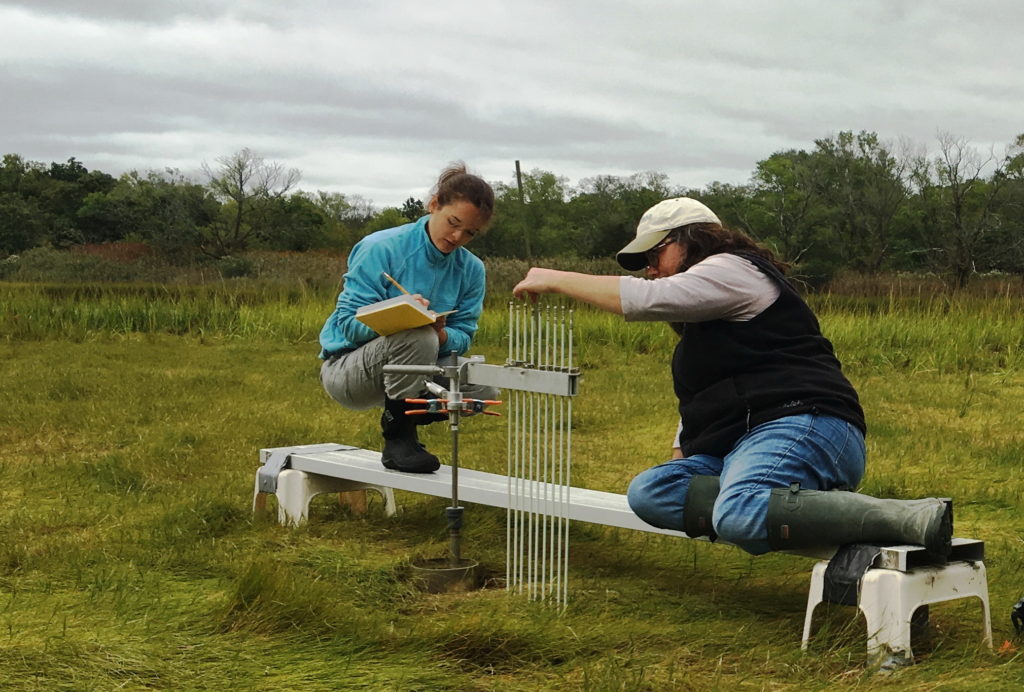 marsh monitoring
